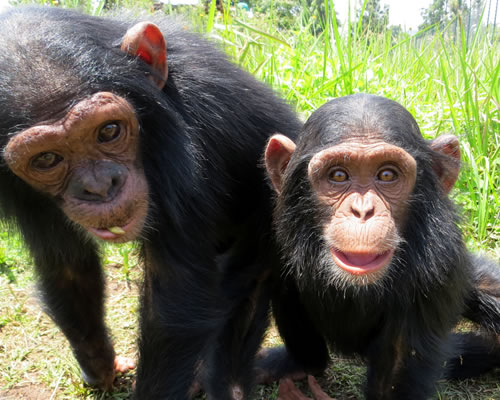 Chimpanzee in Nyungwe Forest National Park