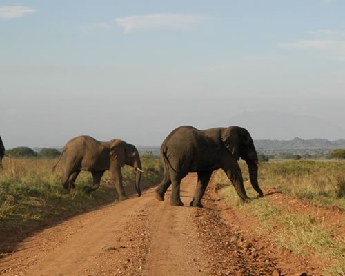 Kidepo Valley National Park