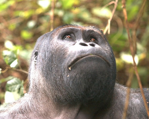 Gorillas in DR Congo