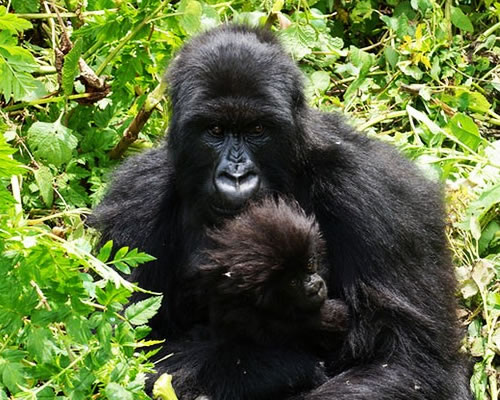 Gorillas in Rwanda