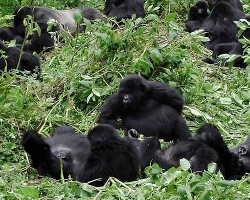 Gorillas in Uganda