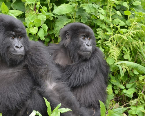 Gorillas in DR Congo