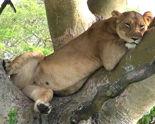 Tree Climbing Lions
