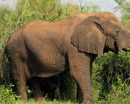 Akagera National Park