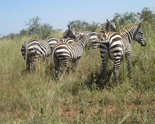 Kidepo Valley National Park