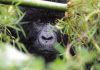 Uganda Gorilla Trekking