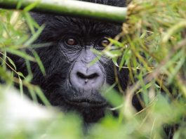 Uganda Gorilla Trekking
