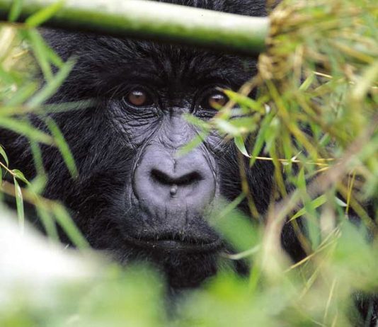 Uganda Gorilla Trekking