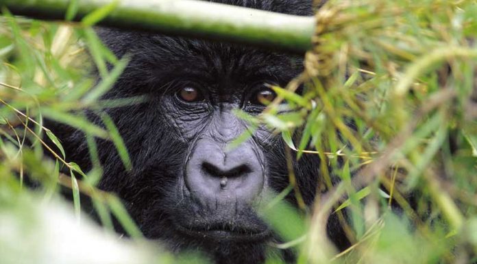Uganda Gorilla Trekking