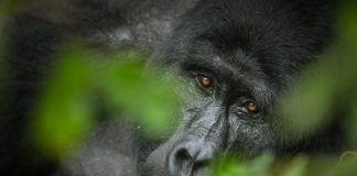 Visit Gorillas in Uganda