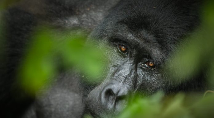 Visit Gorillas in Uganda