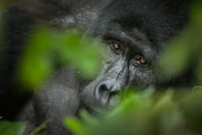 Visit Gorillas in Uganda