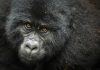 See Gorillas in Uganda