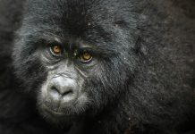 See Gorillas in Uganda