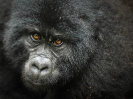 See Gorillas in Uganda