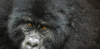 See Gorillas in Uganda