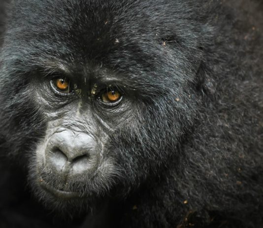 See Gorillas in Uganda