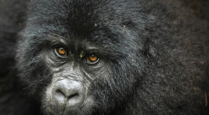 See Gorillas in Uganda