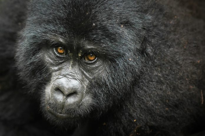 See Gorillas in Uganda