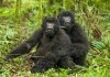 Rwanda Gorilla Trekking