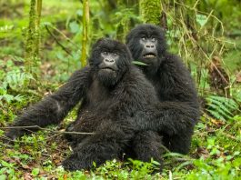 Rwanda Gorilla Trekking
