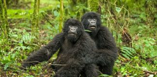 Rwanda Gorilla Trekking
