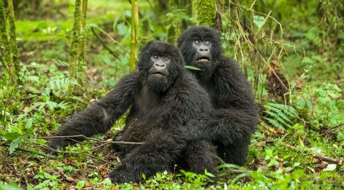 Rwanda Gorilla Trekking