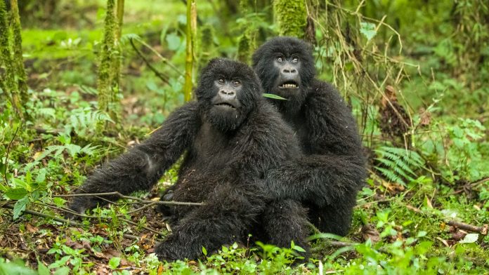 Rwanda Gorilla Trekking