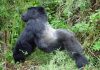 Gorilla Trekking in Uganda