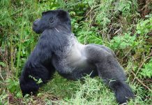 Gorilla Trekking in Uganda