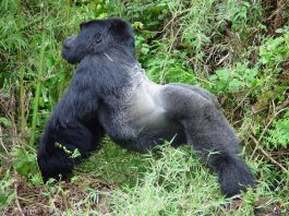 Gorilla Trekking in Uganda