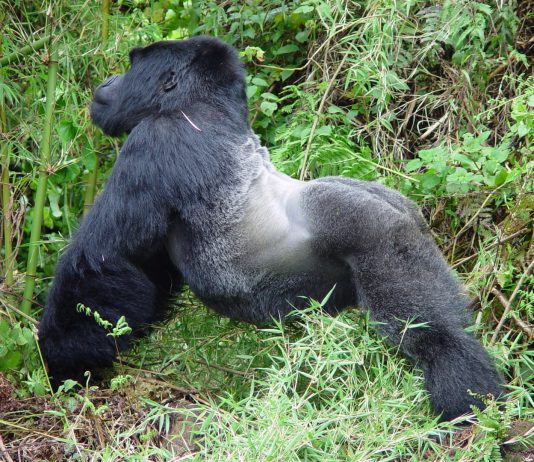 Gorilla Trekking in Uganda