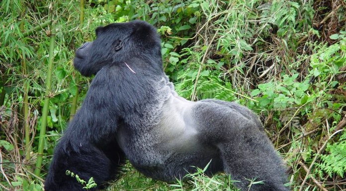 Gorilla Trekking in Uganda