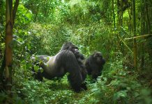Gorilla Safaris in Congo