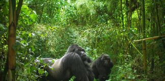 Gorilla Safaris in Congo