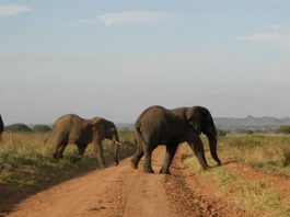 Kidepo Valley National Park