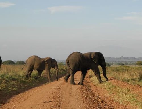 Kidepo Valley National Park