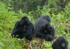Gorilla Safaris in Uganda