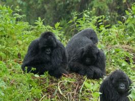 Gorilla Safaris in Uganda