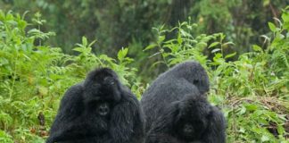 Gorilla Safaris in Uganda