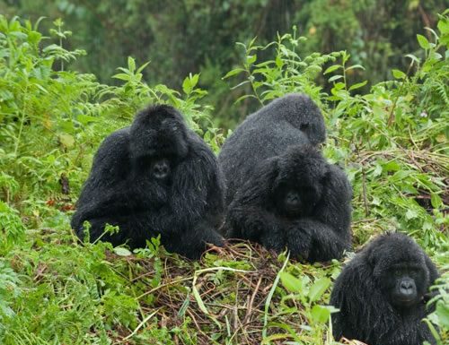 Gorilla Safaris in Uganda