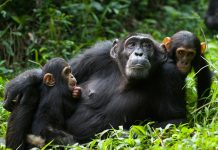 Wildlife and Primate Safaris