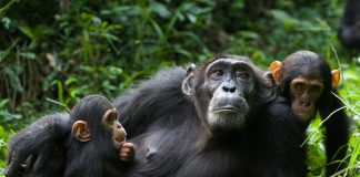 Wildlife and Primate Safaris
