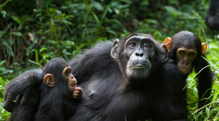 Wildlife and Primate Safaris
