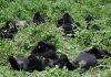Gorilla Trekking in Uganda