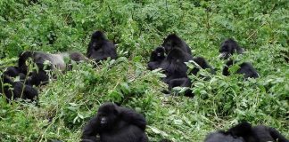 Gorilla Trekking in Uganda