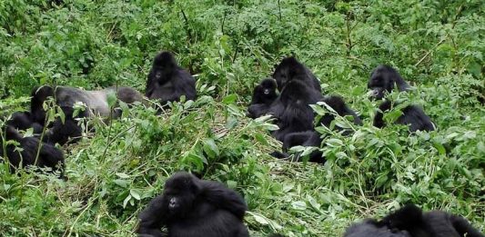 Gorilla Trekking in Uganda