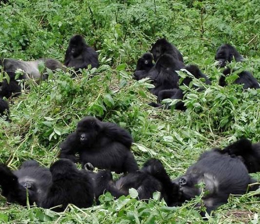 Gorilla Trekking in Uganda