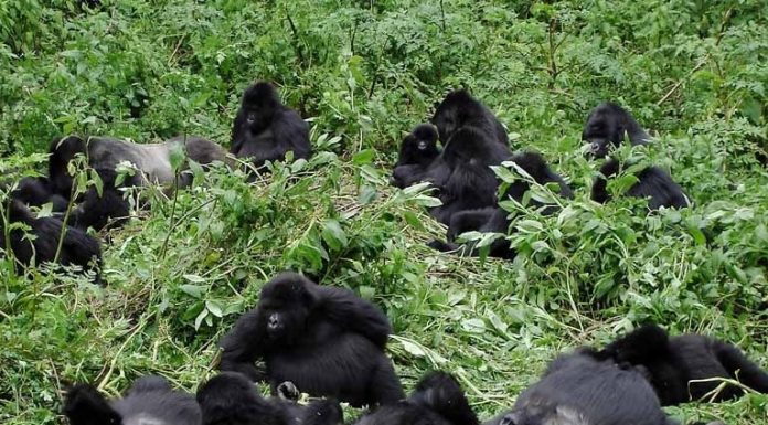 Gorilla Trekking in Uganda